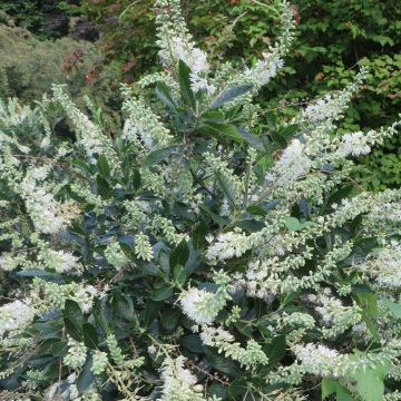 Clethra alnifolia Hummingbird 20170807 5