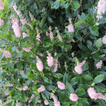 Clethra alnifolia Pink Spire 20200728 3