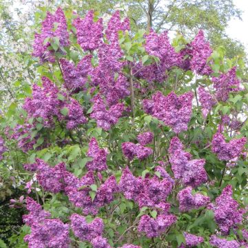 Syringa vulgaris Andenken an Ludwig Späth 20170426 1