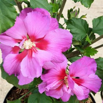 Hibiscus Rose Moon