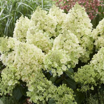 hydrangea pan. bee happy