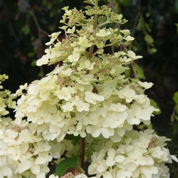 Hydrangea pan Petite Lantern