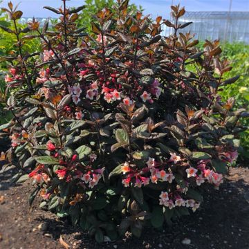 Weigela vintage Love