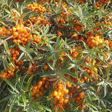 Hippophae rhamnoides Friesdorfer Orange 20170920 5
