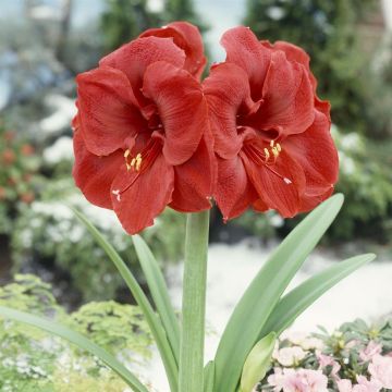 Hippeastrum Liberty