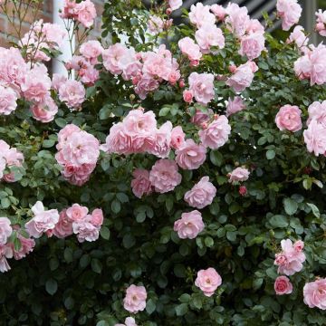 Rosa Bonica