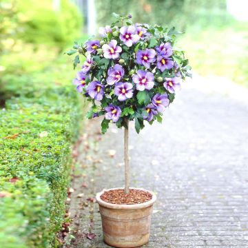 Standard hibiscus blauw Standard hibiscus blauw