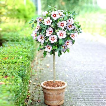 Standard hibiscus wit