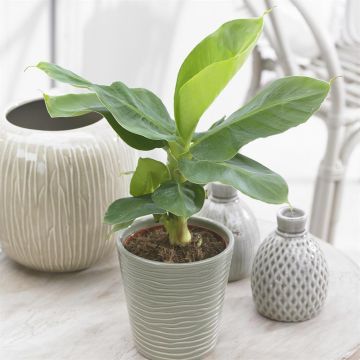 Musa tropicana Musa tropicana