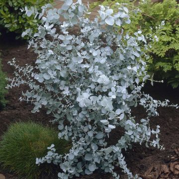 Eucalyptus gunnii Eucalyptus gunnii