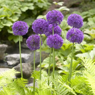 Allium Purple Sensation