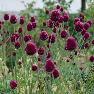 Allium sphaerocephalon