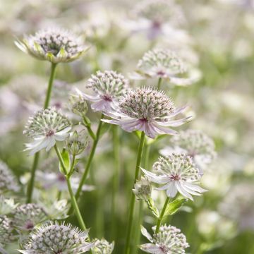 Astrantia major Florence