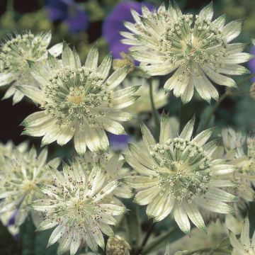 Astrantia major Snow Star