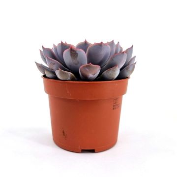 Echeveria Orion 10