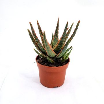 Aloe Zebrina Dannyz 10