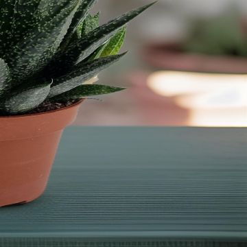 Gasteria d'due 10