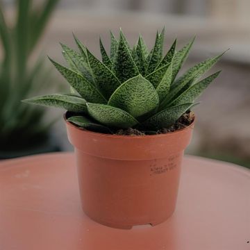 Gasteria d'tiga 10