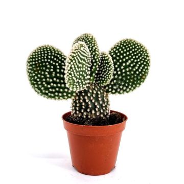Opuntia Albispina 8