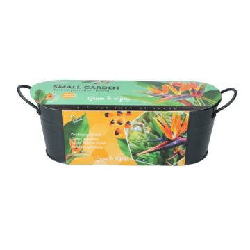 Bird of Paradise Flower 085459