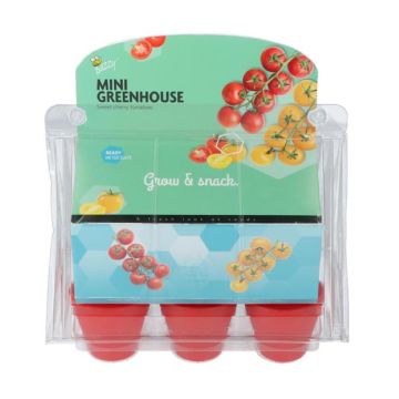 Mini Greenhouse sweet cherry tomato 094460