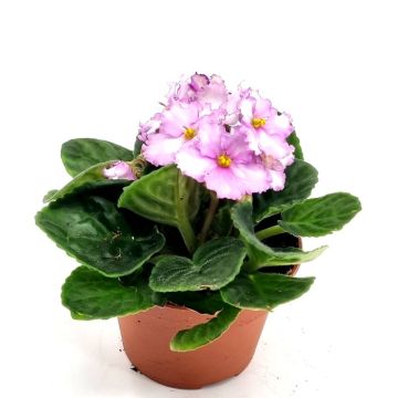 Saintpaulia light pink