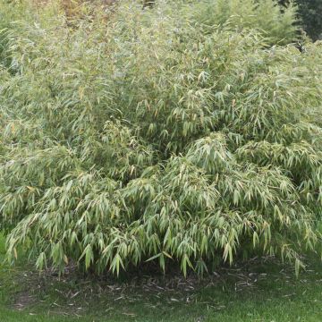 Fargesia robusta Pingwu