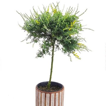 Genista Lidia op stam