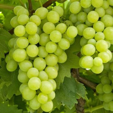 elbo36902( voor vitis lakemont wit pitloos)