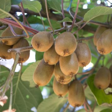 moja08842 (1)(voor Hayward vrowelijk)