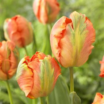Tulip Flower Power Parrot
