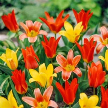 Tulipa kaufmanniana Mixed