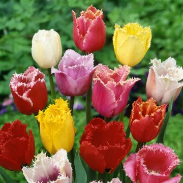 Tulipa Fringed Mixed