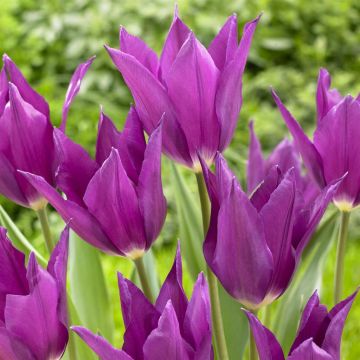 Tulip Yume no murasaki