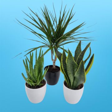 Dracaena Marginata  Aloe Vera Sansevieria Superba