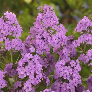 Phlox Paniculata Pink v2