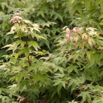 Acer Little Princess