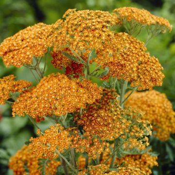 Achillea millefolium terracotta