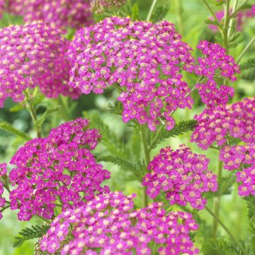 Achillea millefolium lilac beauty Achillea millefolium lilac beauty