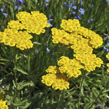 Achillea Tomentosa Aurea Achillea Tomentosa Aurea