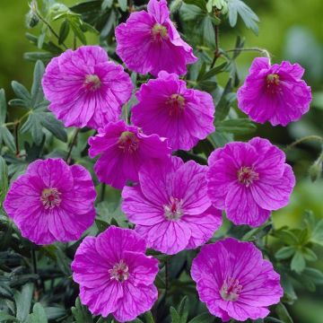 Getranium sanguineum Ankum's Pride