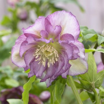 Helleborus orientails double Ellen Pink
