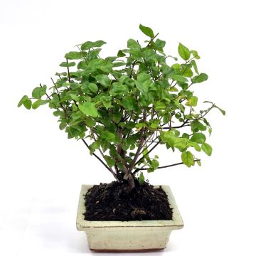 Bonsai Sageretia 12 cm pot Bonsai Sageretia 12 cm pot