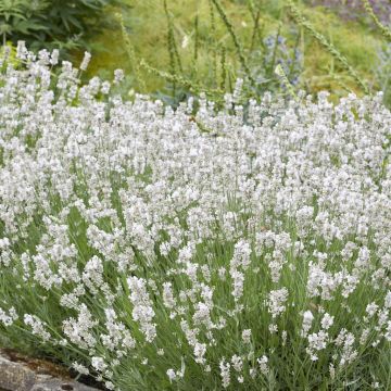 Lavandula angustifolia Alba