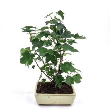 Bonsai Liquidambar