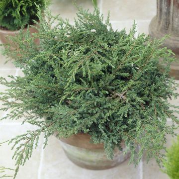 Juniperus Repanda V2