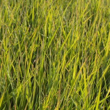 Eragrostis spectabilis