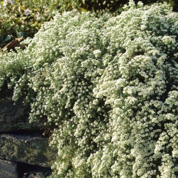 Aster Snow Flurry