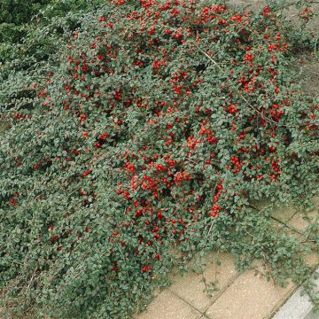 Cotoneaster dammeri v2