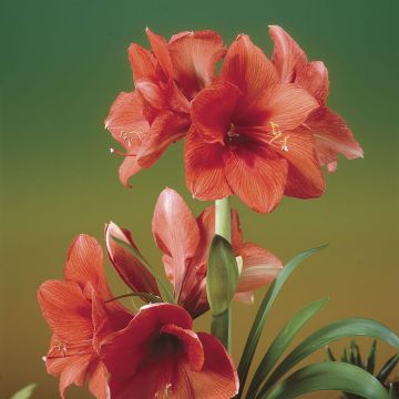 Hippeastrum Gold Medal V2